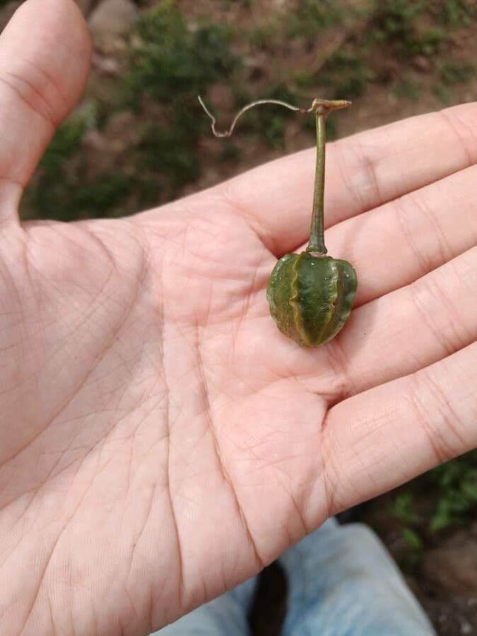 Searsia pyroides