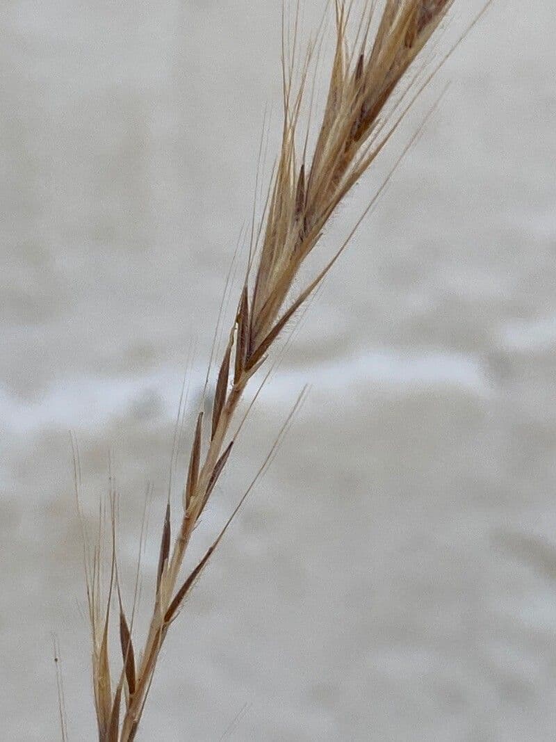 Vulpia ciliata 6