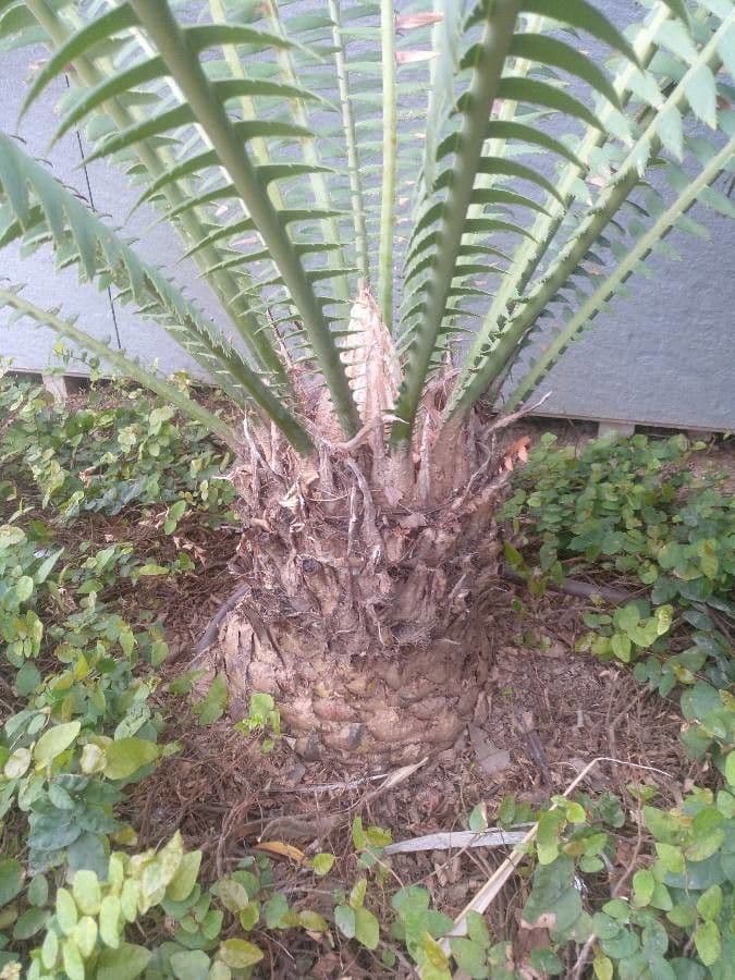 Dioon 19