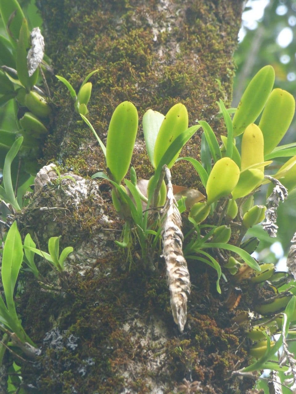 Bulbophyllum 13
