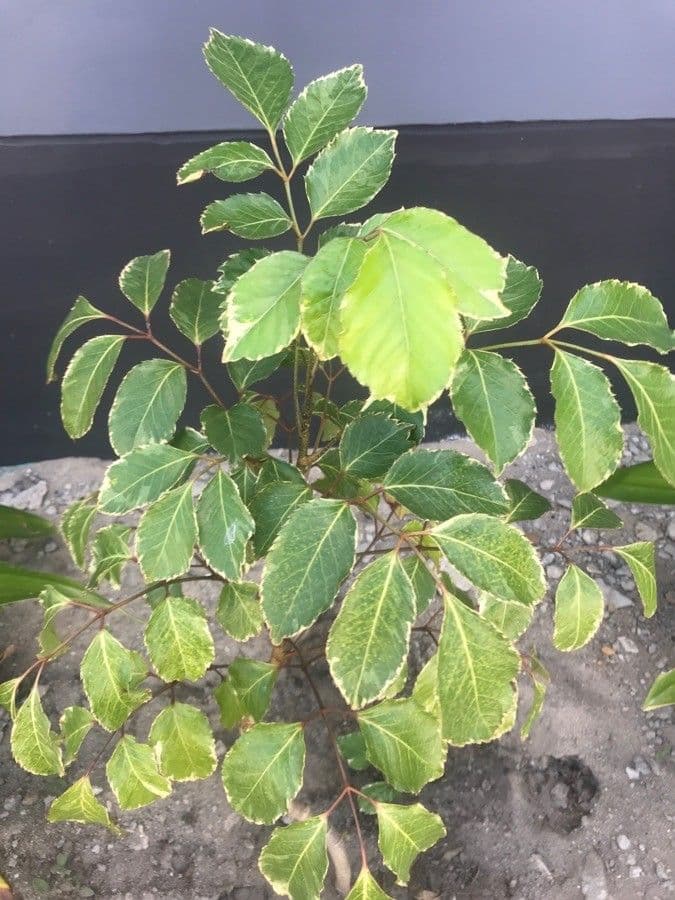 Polyscias guilfoylei 13