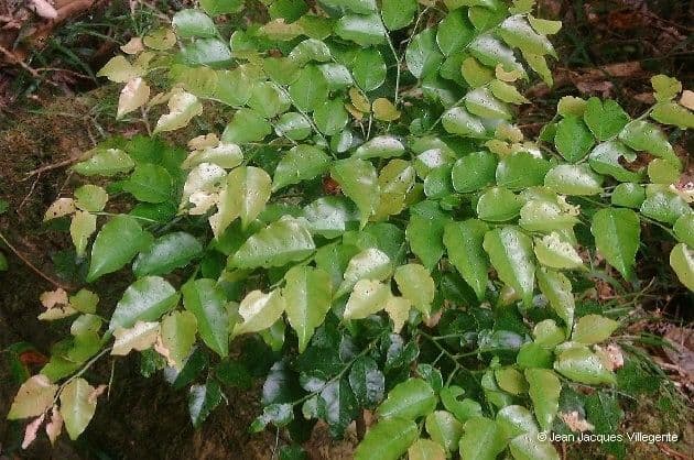 Phyllanthus 6