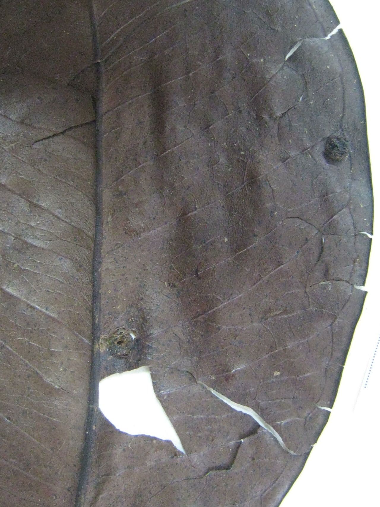 Calycolpus 5