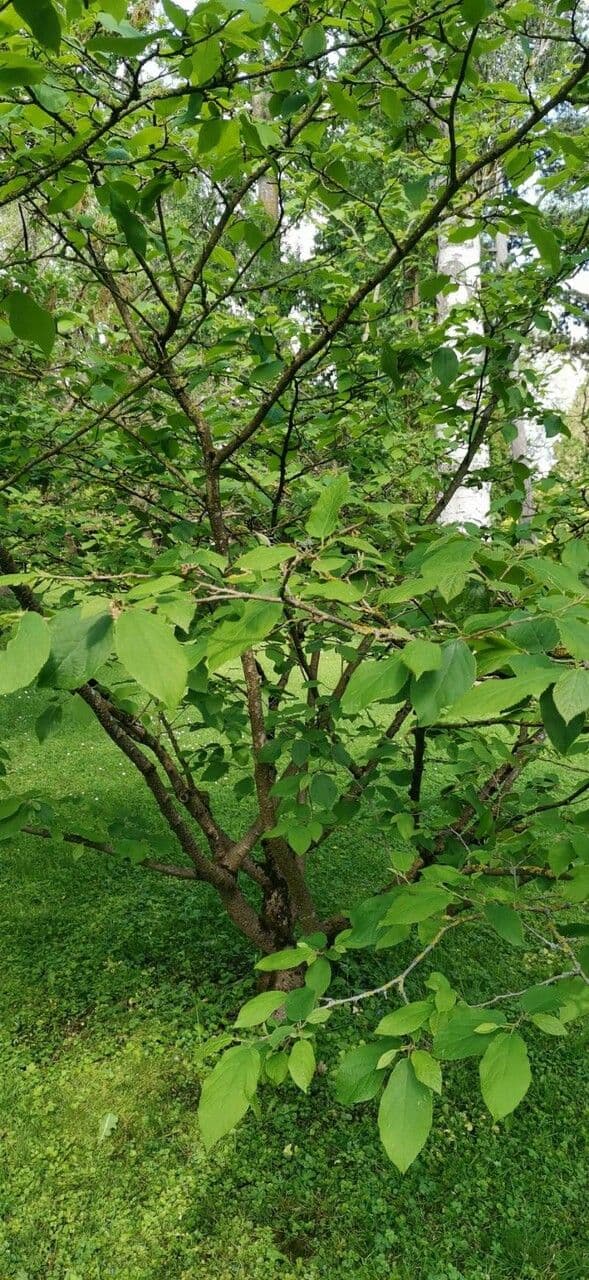 Sinowilsonia 4
