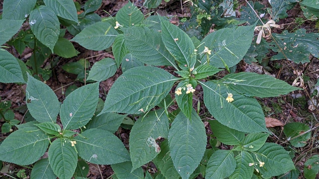Kleines Springkraut 13