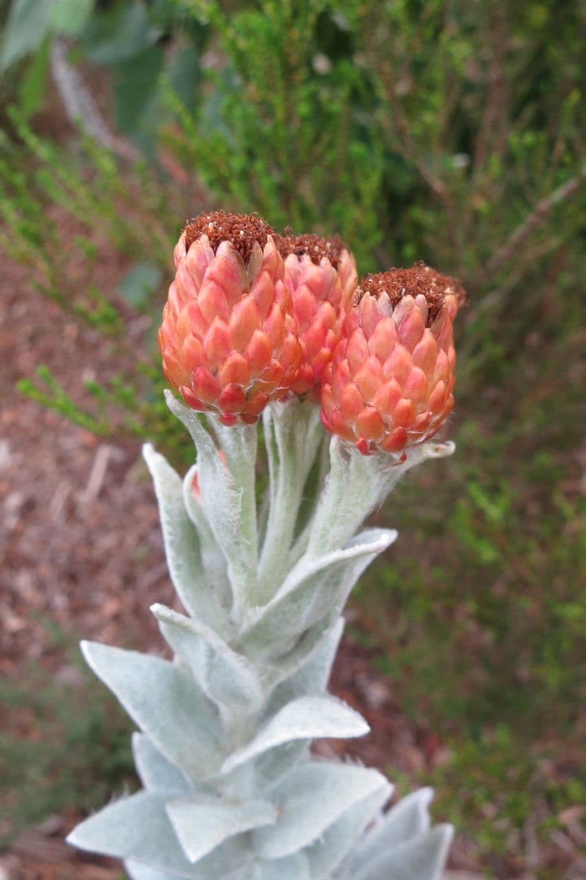 Syncarpha