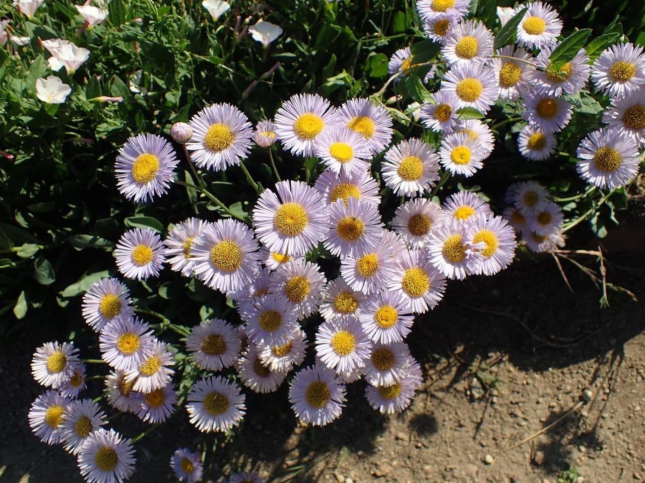 Fleabane 9