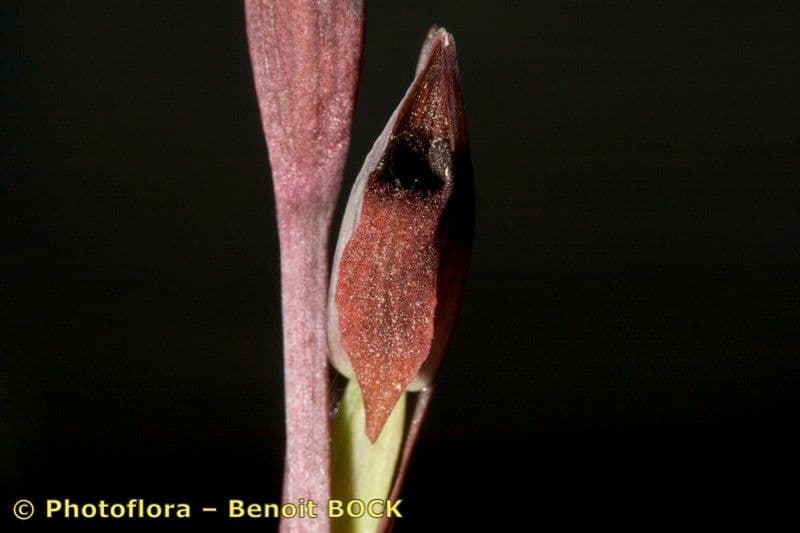 Serapiade vomeracea 25