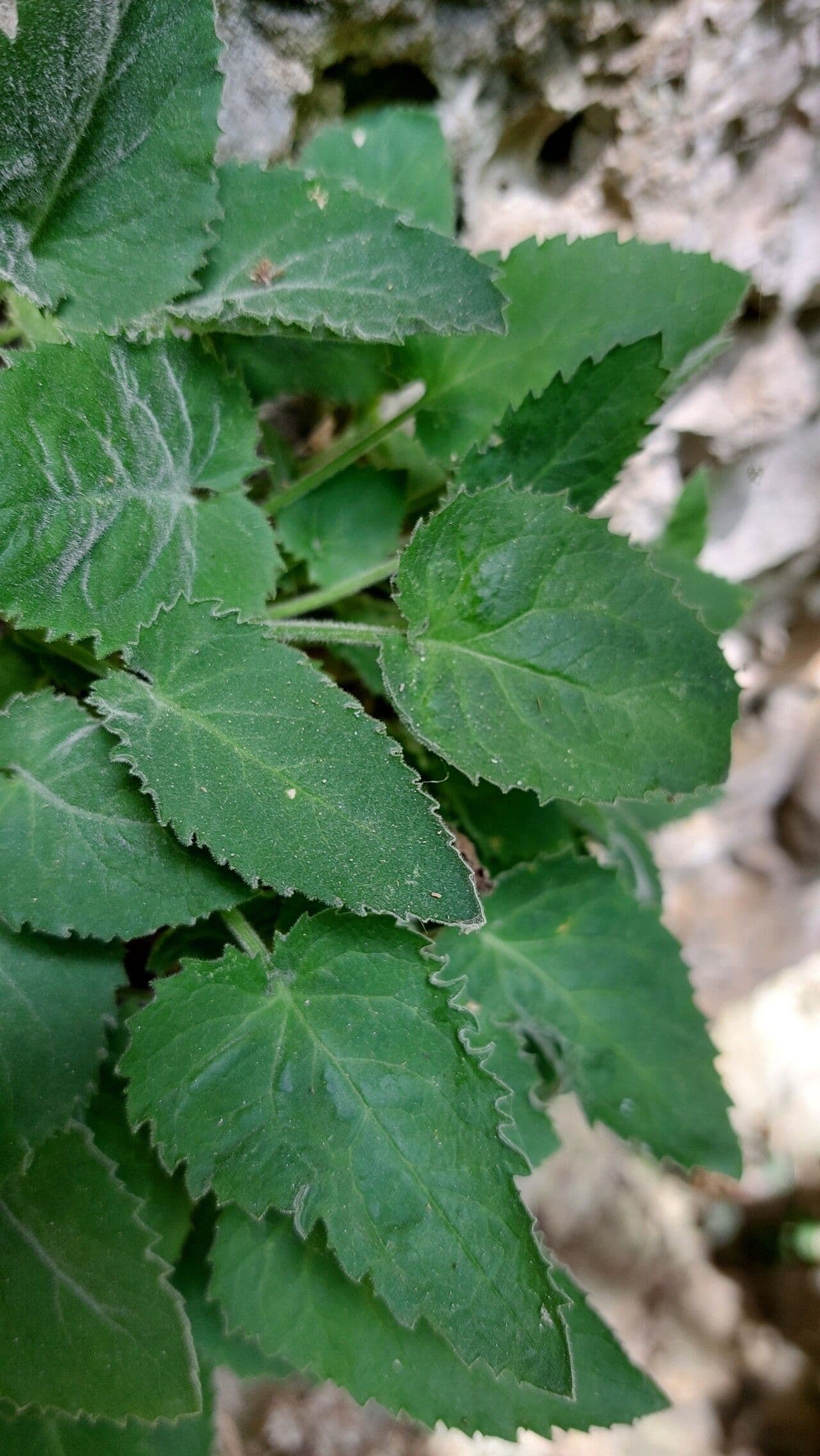 Campanula 8