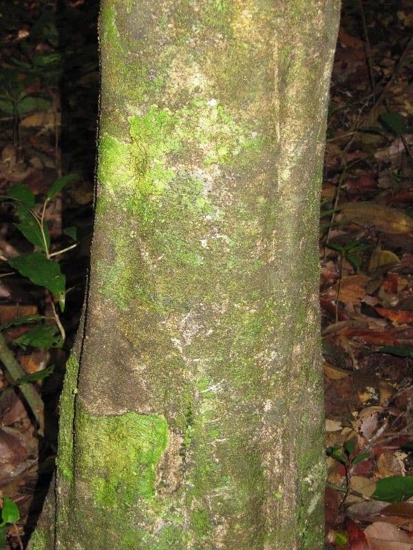 Talisia 5
