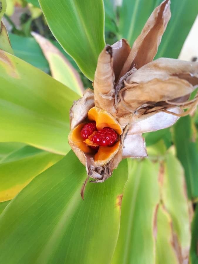 Hedychium coronarium
