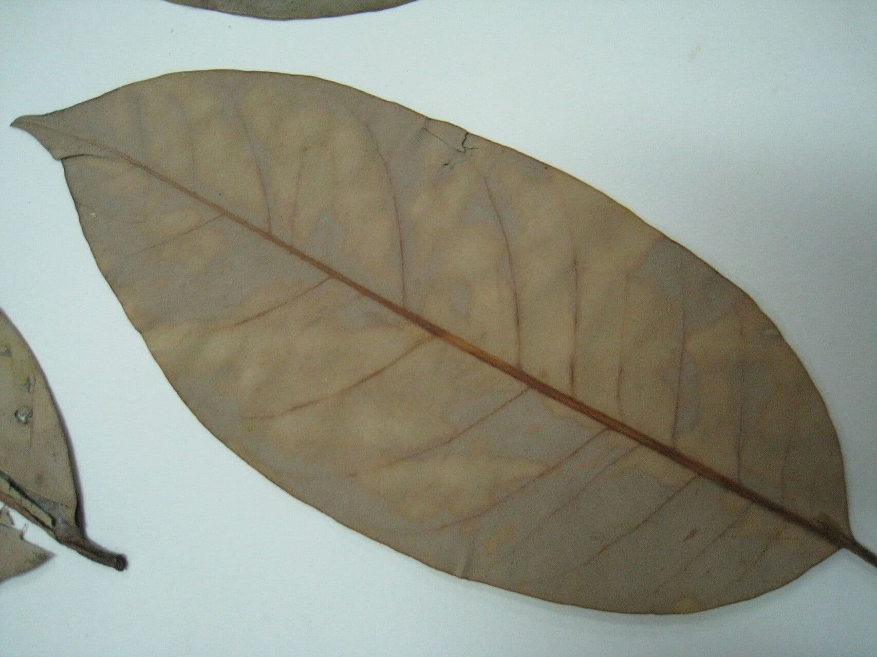 Perillo 4