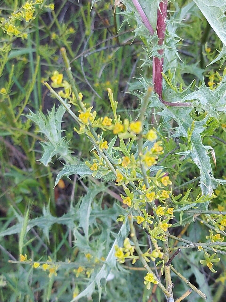 Guardalobo 13