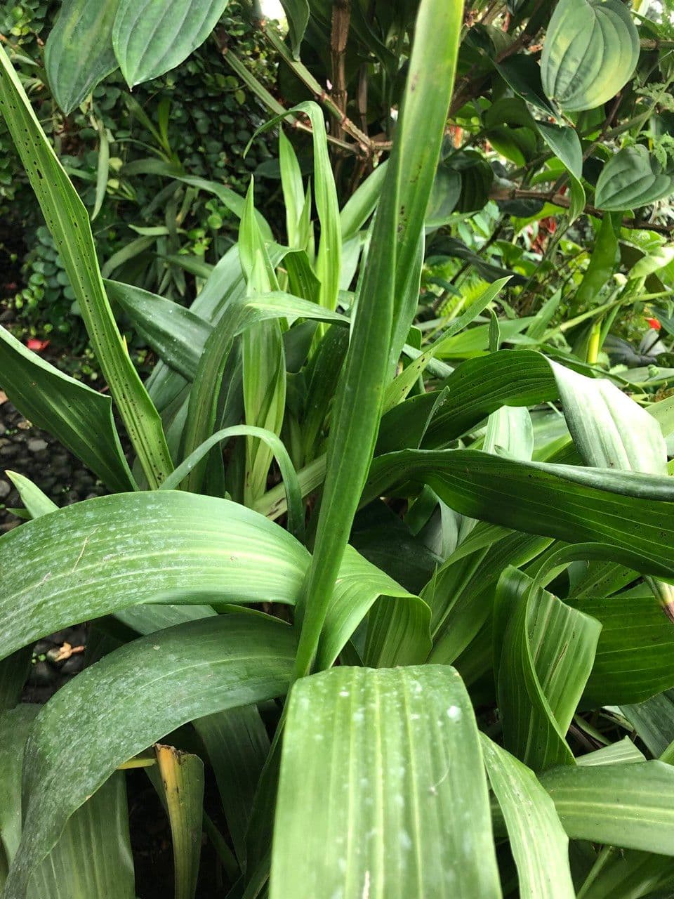 Zygopetalum 9