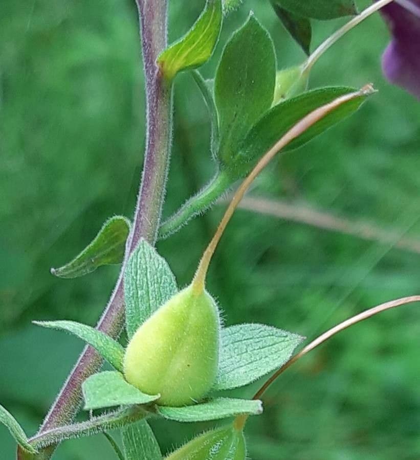Náprstník červený