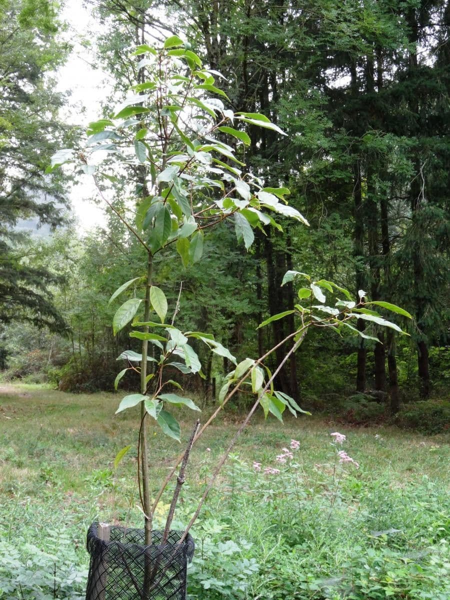 Quercia acuta 3