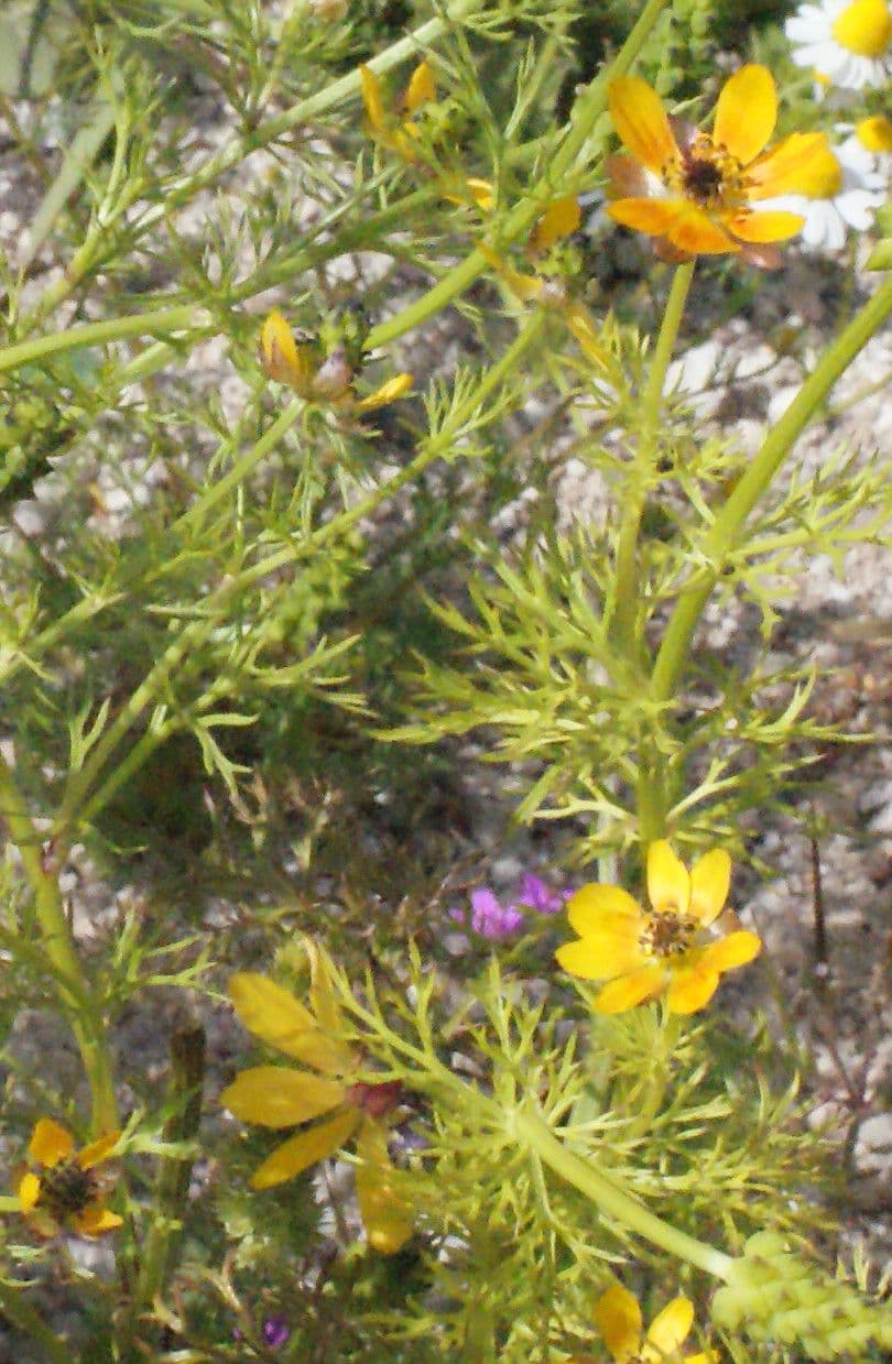 Adonis microcarpa 14