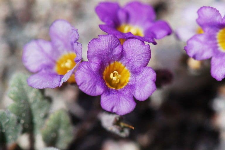 Phacelia 2