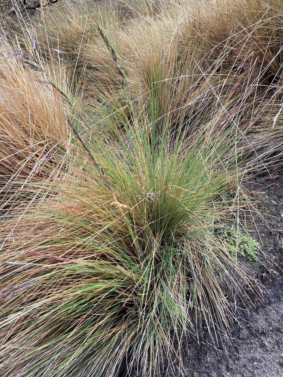 Festuca 6
