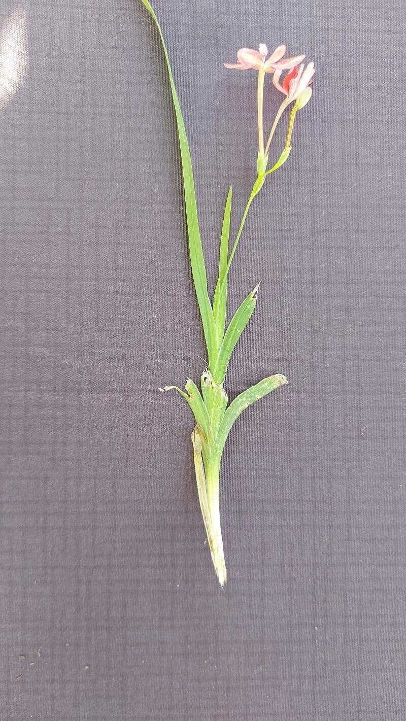 Freesia 8
