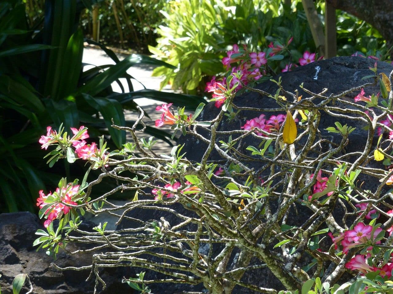Adenium 13