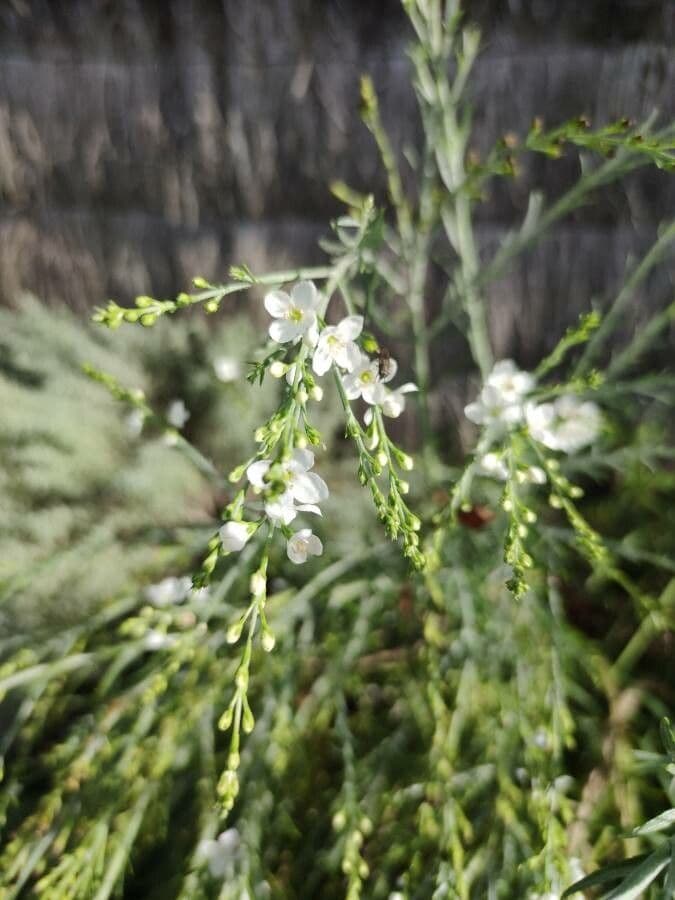 Gomphostigma virgatum 2