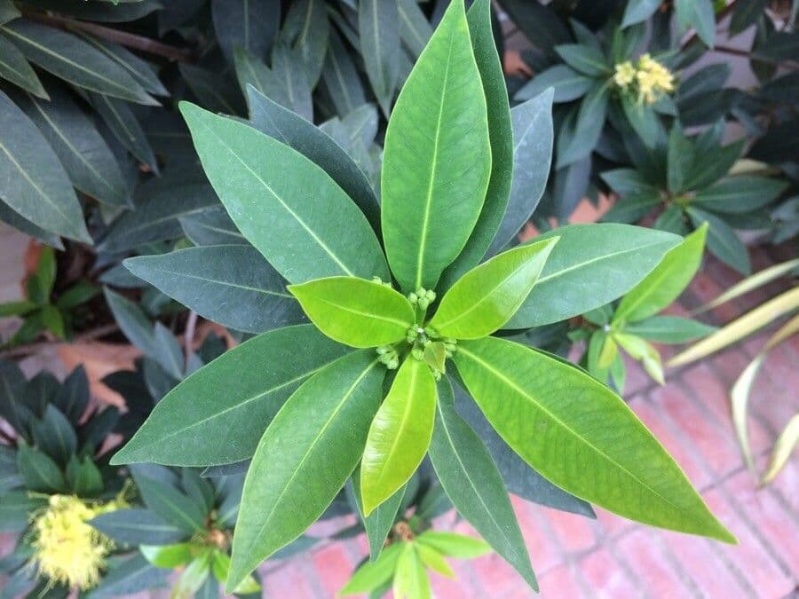 Xanthostemon pubescente 7