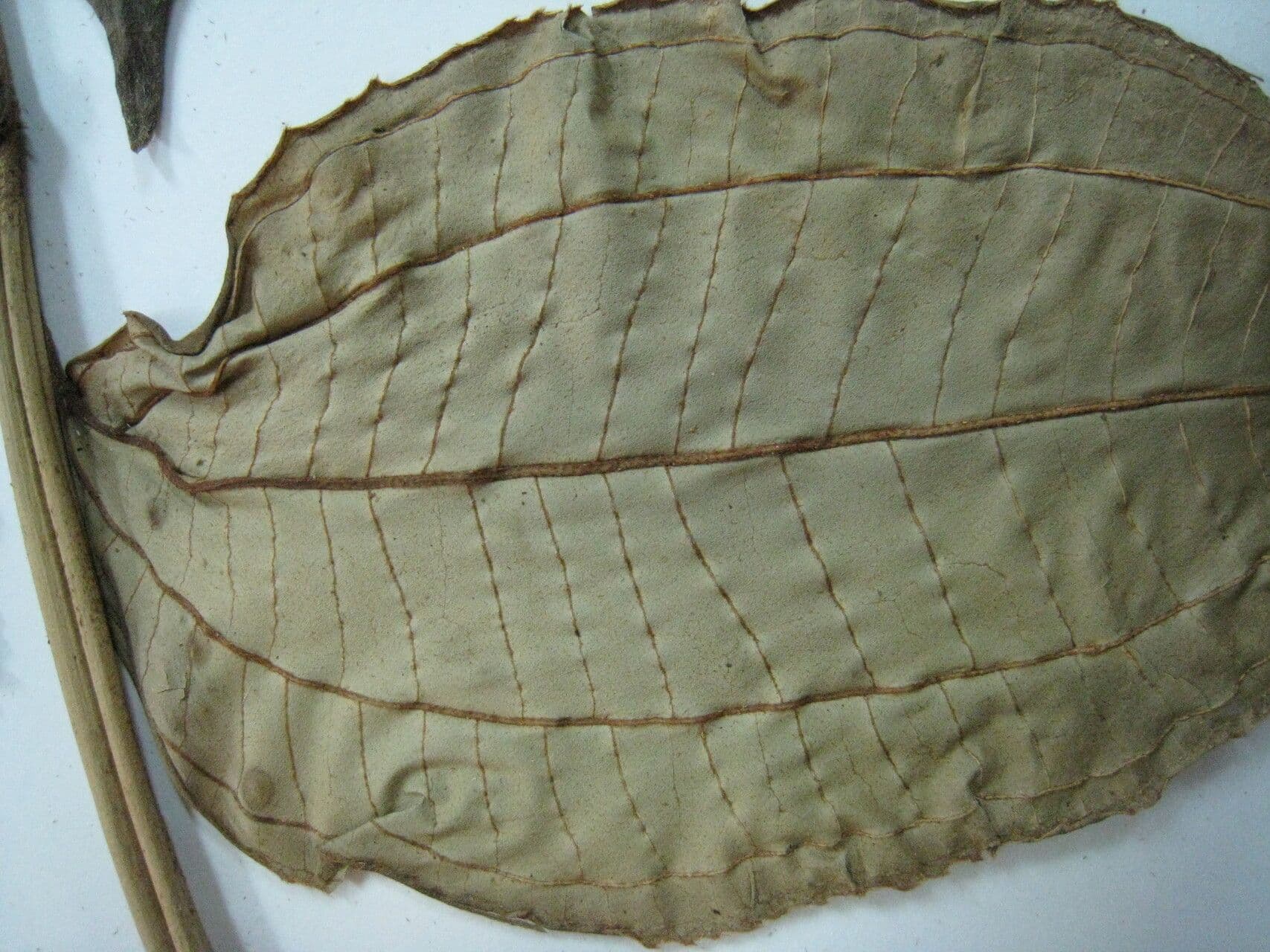 Adelobotrys 22