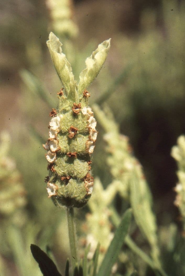 Lavanda verde