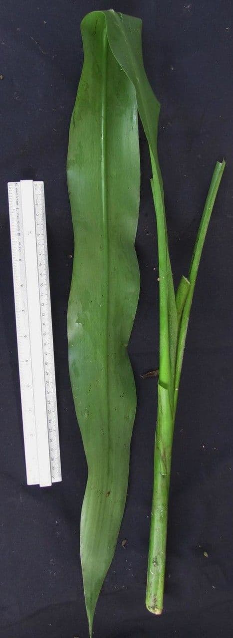 Pitcairnia 12