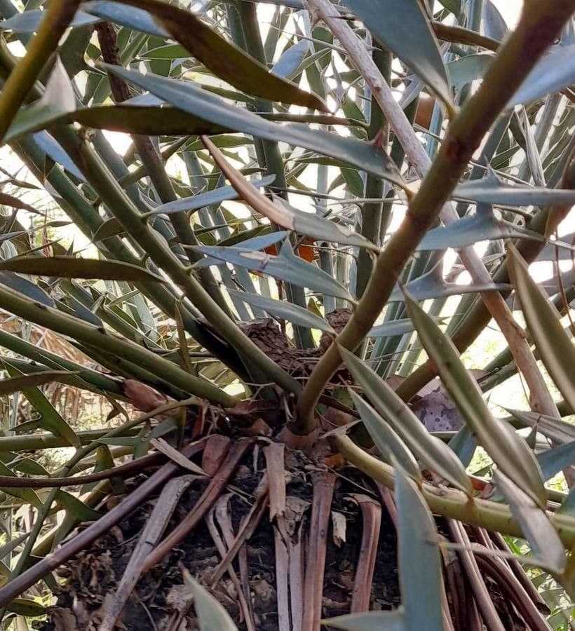 Encephalartos 22