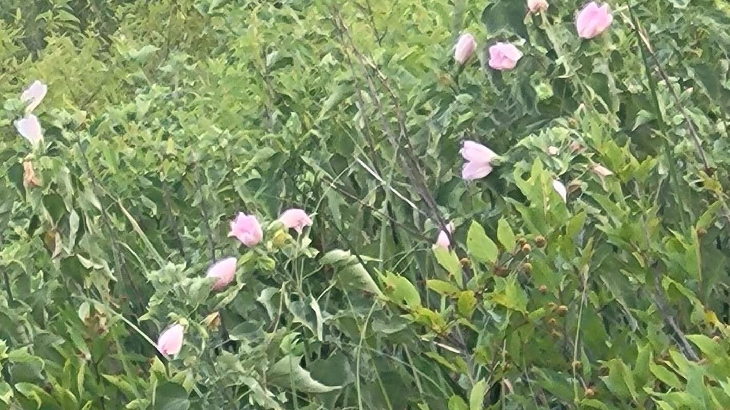 Hibiscus grandiflorus 8