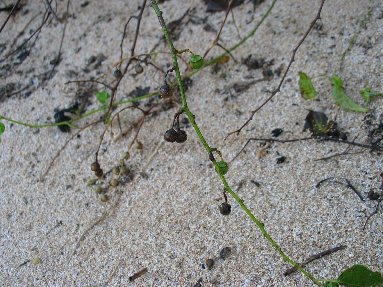 Colubrina 14