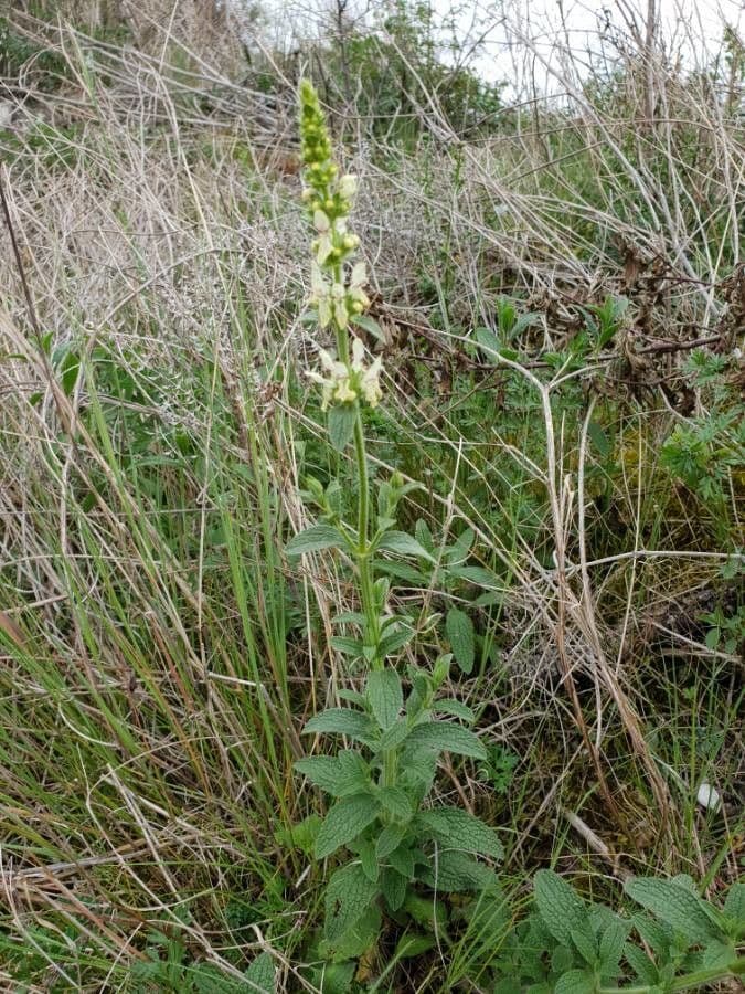 Stregona gialla 22
