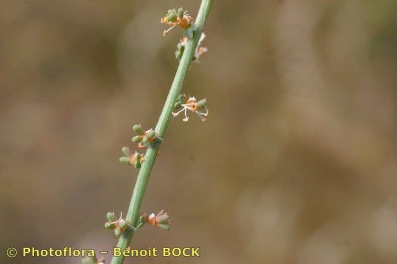 Sesamoides purpurascens 27