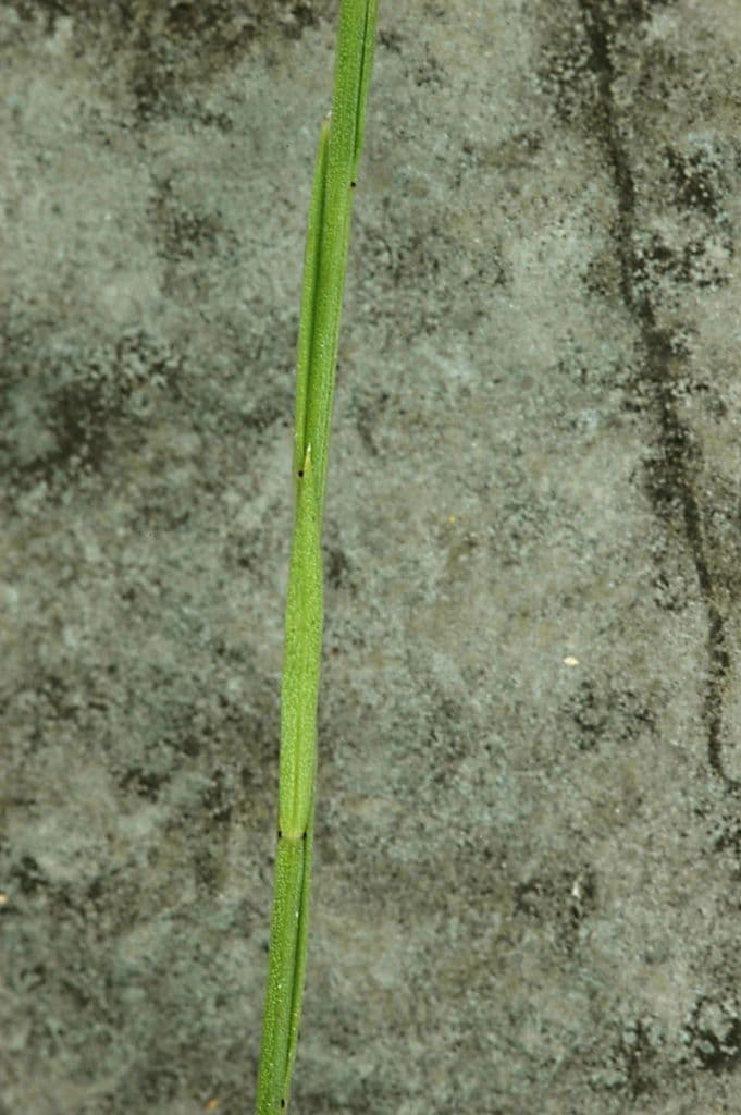 Gerillter Lein 4