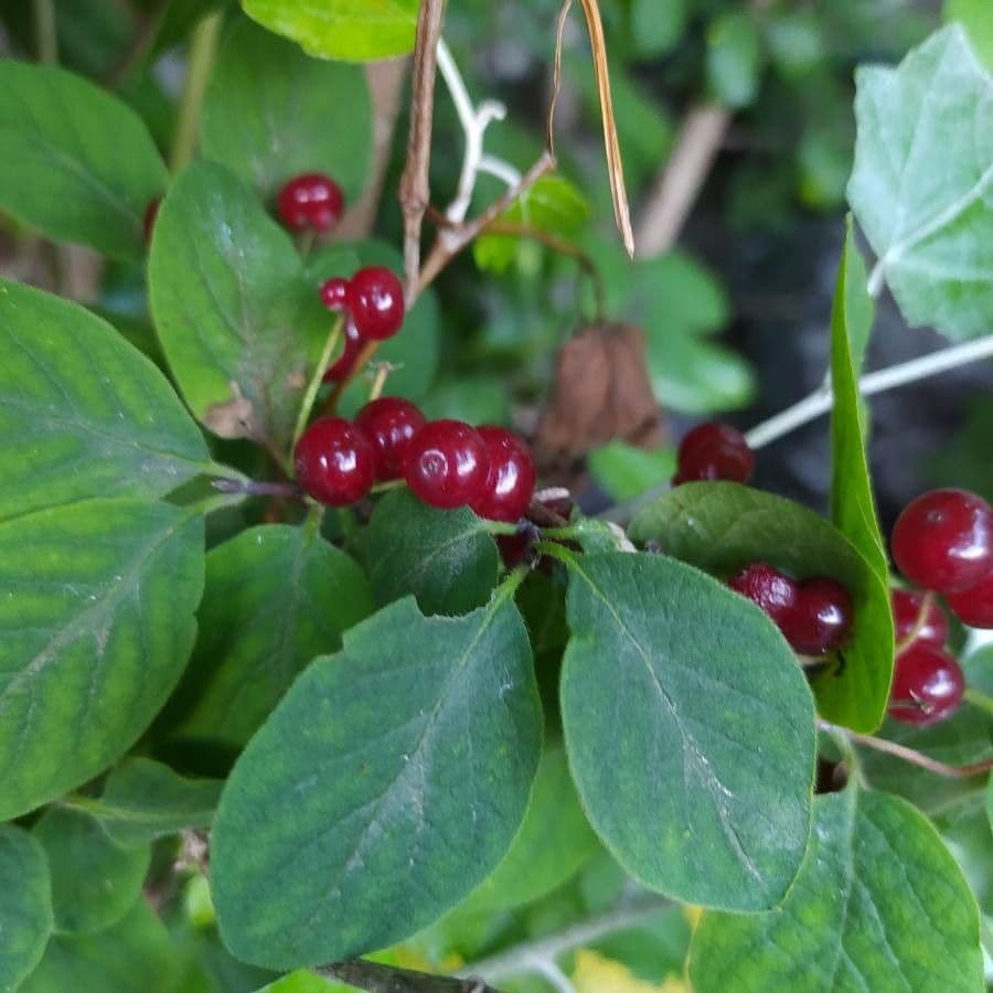 Rote Heckenkirsche 5