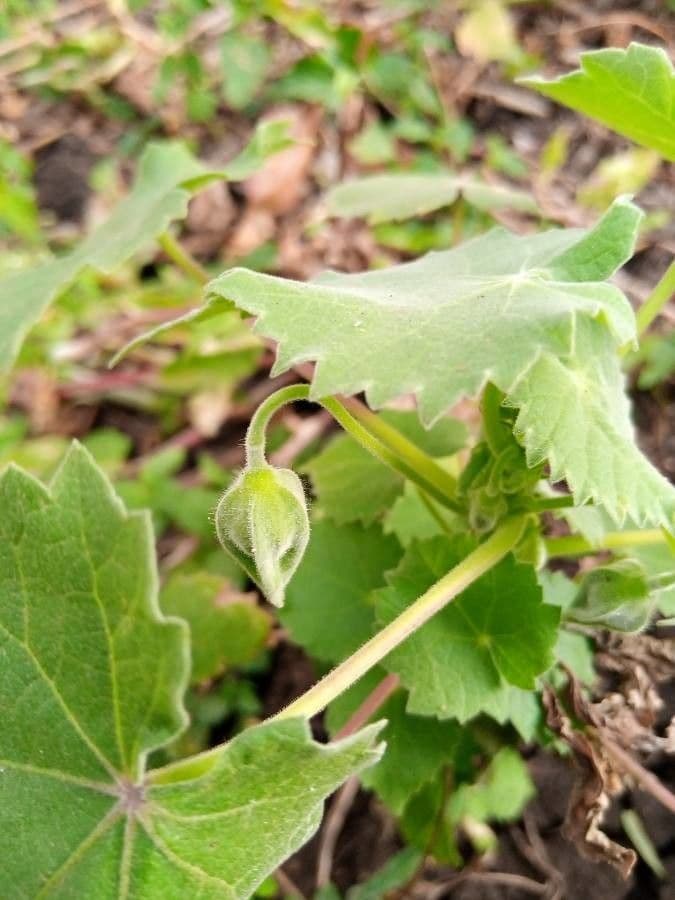 Abutilon