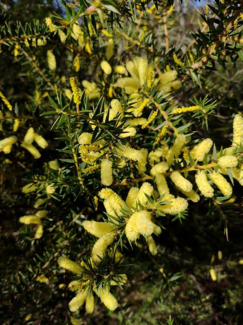 Acacia oxycedrus 4