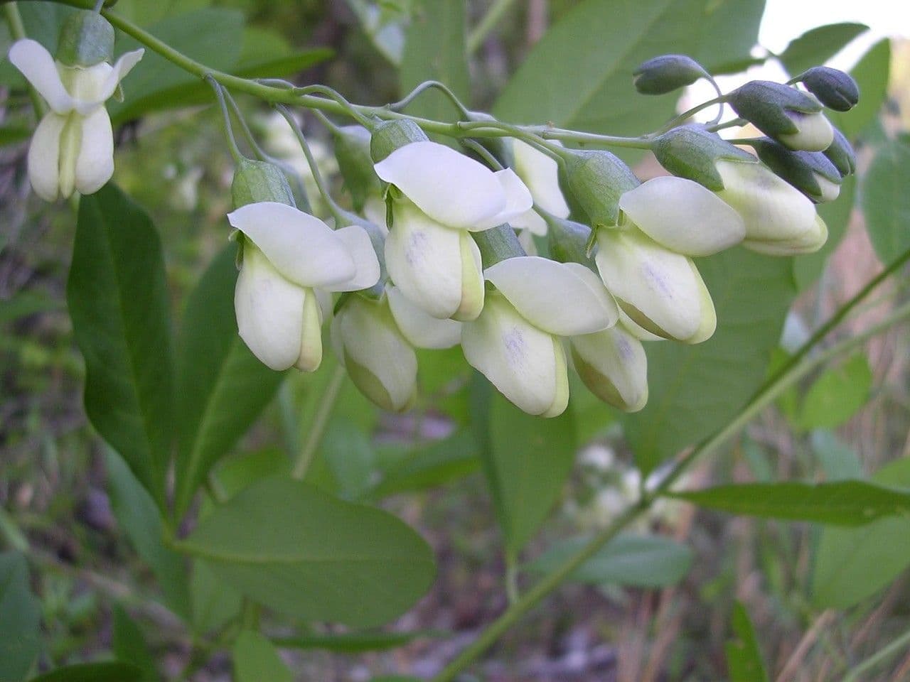 Baptisia