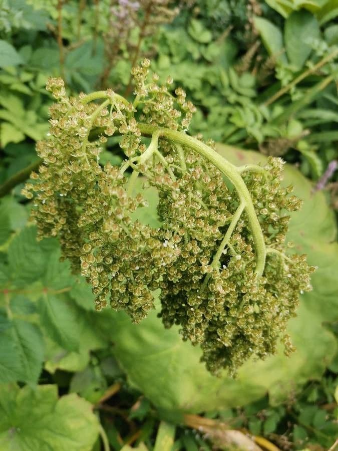 Astilboides 4