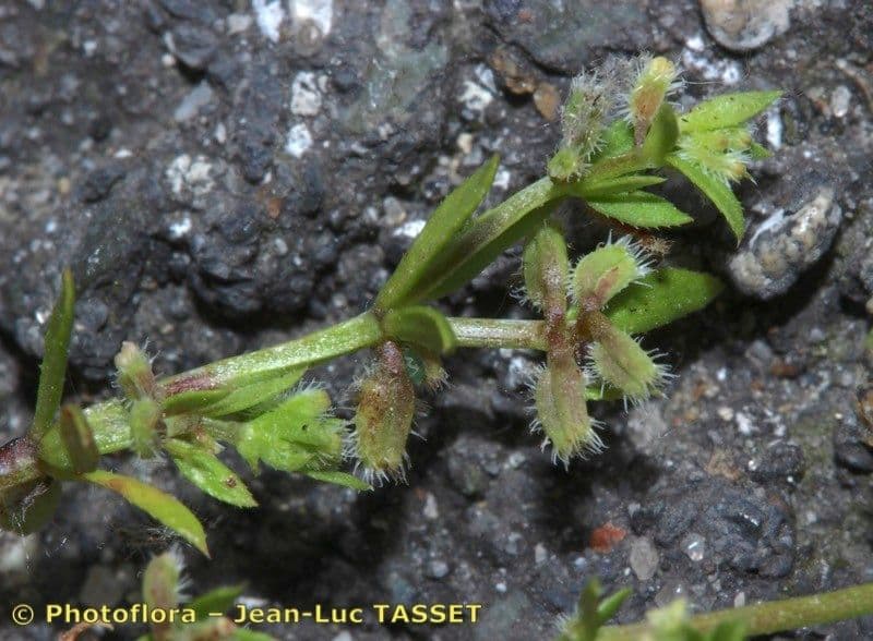 Galium murale 5