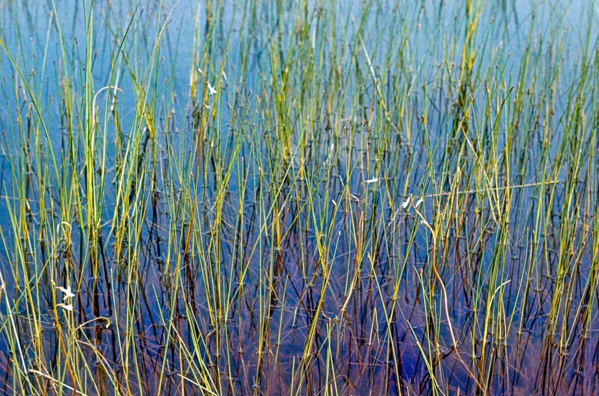 Lobelia acquatica 13