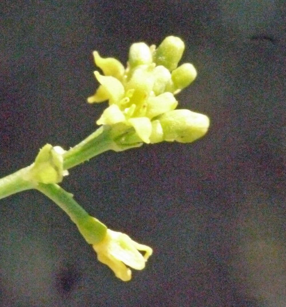 Färberkrapp 6
