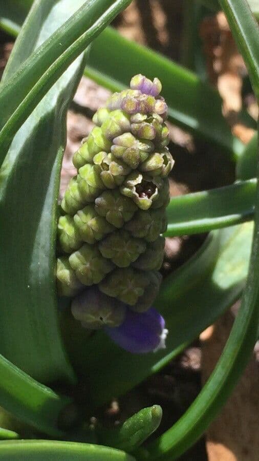 Muscari azzurro 30