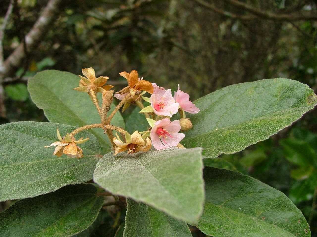 Dombeya 9