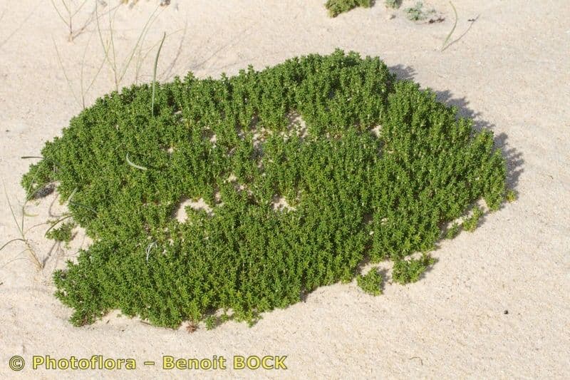 Thymus carnosus 7