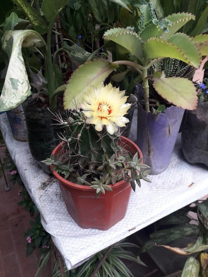 Cactus a botte uncino 10