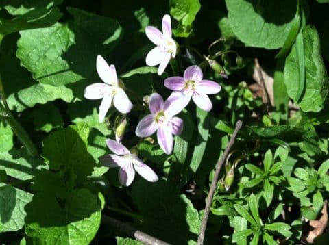 Claytonia 7