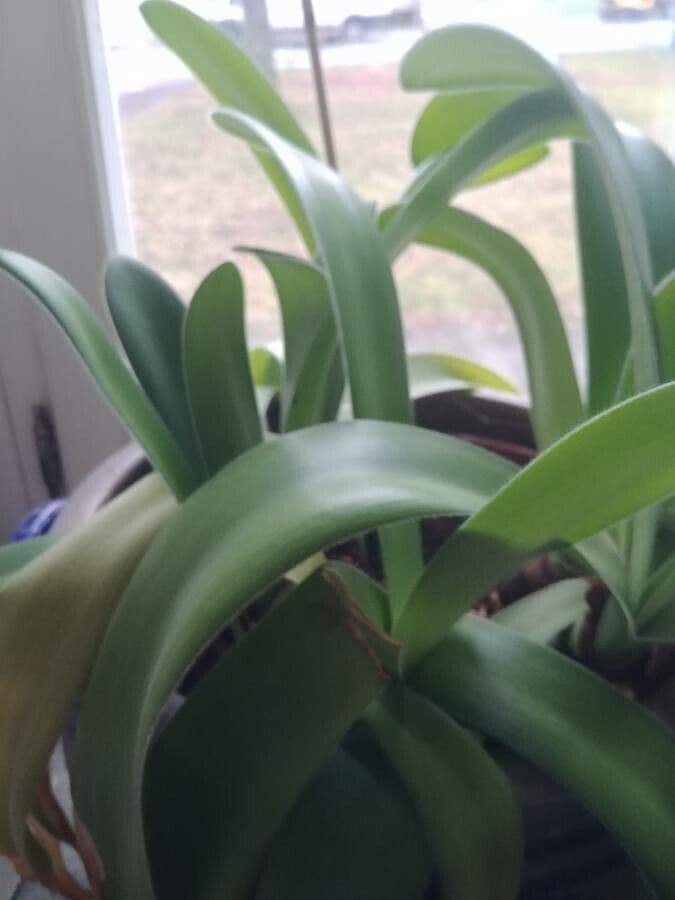 Haemanthus 14